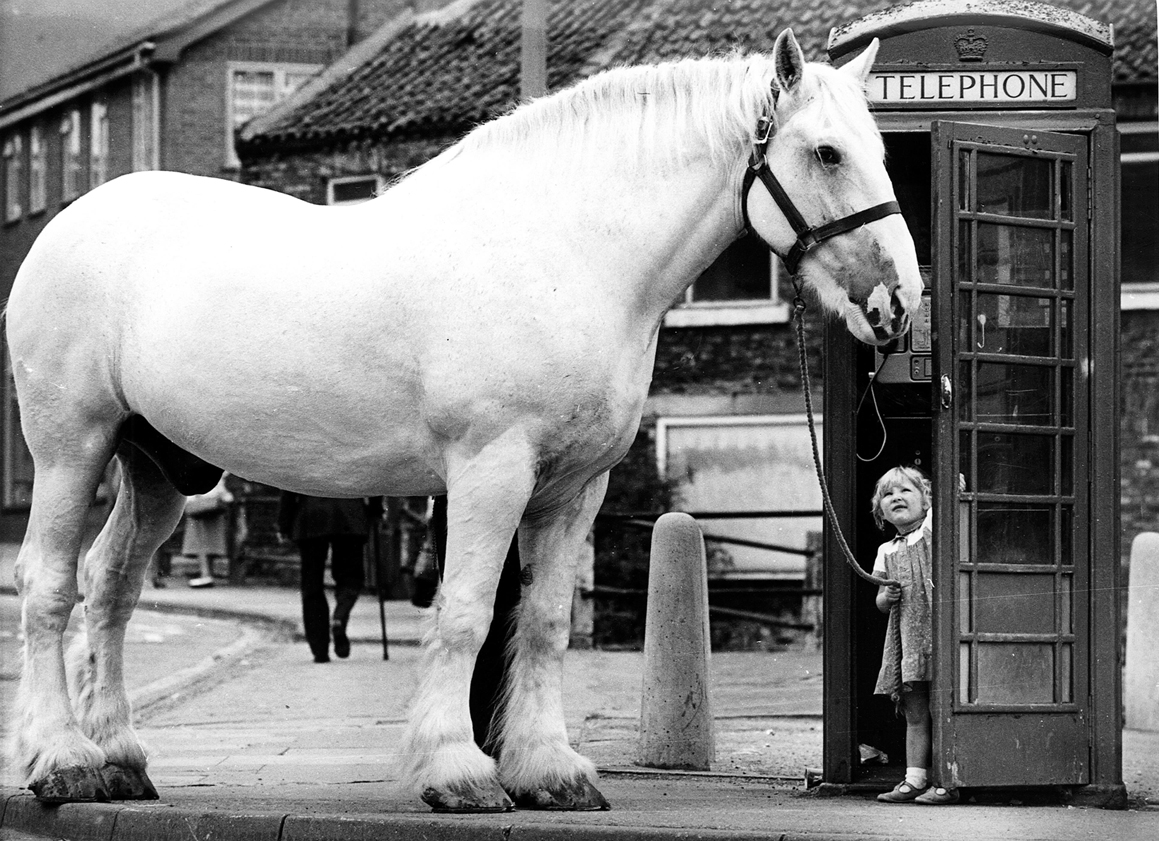 shire-horses-samuel-smiths-brewery